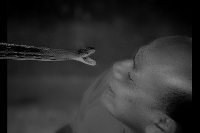 Cobra Fights - Thailand - Visit Snake Farm - Atlas Obscura Blog